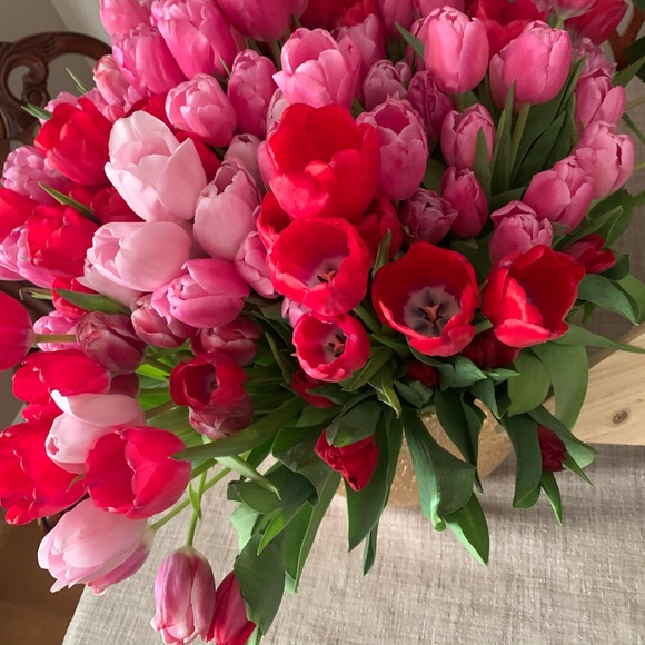 Meet your Posher, Lucy - Picture 1 of 1